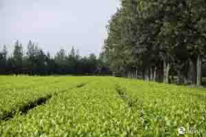 West Asian markets rescue India tea exports