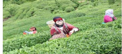Warm weather extends Turkish tea harvesting