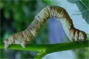 Caterpillar infestation hits Nepal tea production