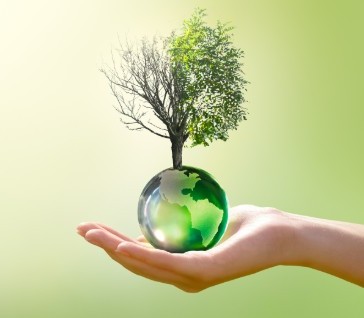 Climate change to affects tea flavor