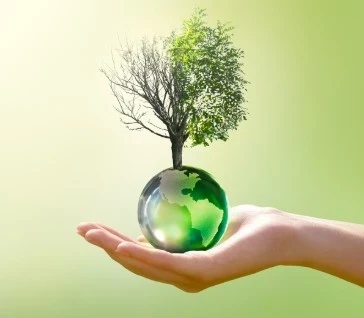 Climate change to affects tea flavor
