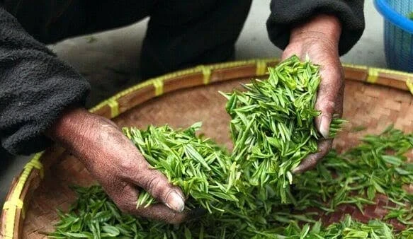 India Tea output drops in July