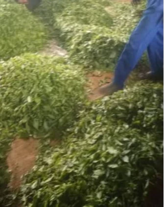 Governments directs factories to reject low quality leaf