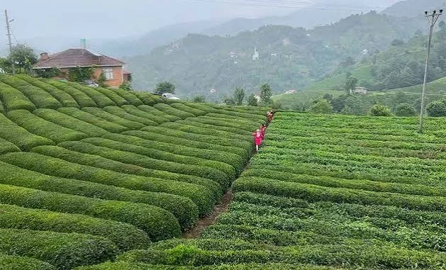 Turkey's Tea Exports  17.5 million in first six months